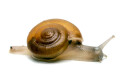 Cryptozona siamensis Thailand type 1 juvenil